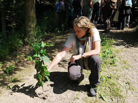 Symbolbild Phytotherapie